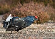 Birkhahnbalz - Black Grouse Courtship